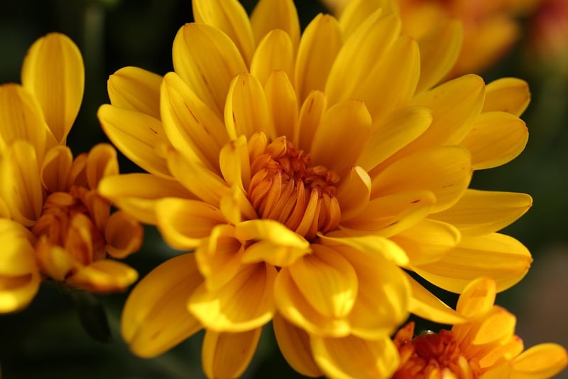 Chrysanthemums in Autumn