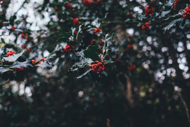 Holly in Winter