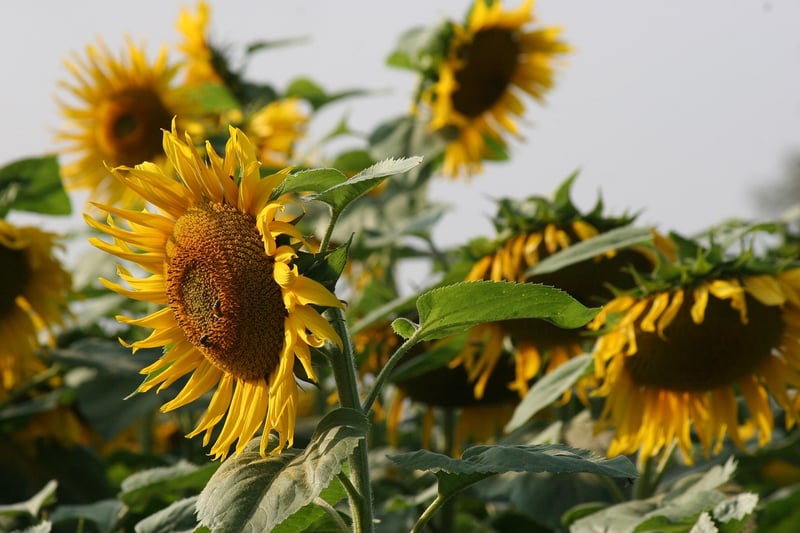 Sunflowers in Summer